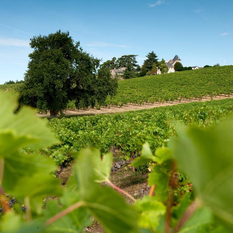 Domaine De La Soucherie - Chambres D'Hotes Beaulieu-sur-Layon Buitenkant foto